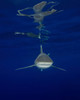 An oceanic whitetip shark and surface reflections at Cat Island in the Bahamas Poster Print by Brent Barnes/Stocktrek Images - Item # VARPSTBBA400191U