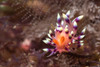 Desirable flabellina, Flabellina exoptata nudibranch in the Philippines Poster Print by Brandi Mueller/Stocktrek Images - Item # VARPSTBMU400262U