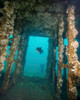 An Atlantic Spadefish swims amongst the USS Indra shipwreck Poster Print by Brent Barnes/Stocktrek Images - Item # VARPSTBBA400068U