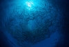 Circling school of jacks trevally above Liberty Wreck, Bali Poster Print by Mathieu Meur/Stocktrek Images - Item # VARPSTMME400238U