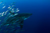 Female great white shark with a school of bait fish Poster Print by Todd Winner/Stocktrek Images - Item # VARPSTTSW400057U