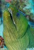 Green moray eel on Caribbean reef Poster Print by Karen Doody/Stocktrek Images - Item # VARPSTKWD400105U