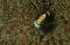 Commensal shrimp on brown anemone, North Sulawesi Poster Print by Mathieu Meur/Stocktrek Images - Item # VARPSTMME400258U