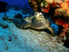 A hawksbill sea turtle resting under a reef in Cozumel, Mexico Poster Print by Brent Barnes/Stocktrek Images - Item # VARPSTBBA400060U