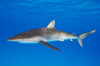 Silky shark, Coral Sea, Australia Poster Print by VWPics/Stocktrek Images - Item # VARPSTVWP401299U