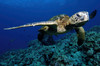 Green sea turtle, Chelonia mydas, Kailua-Kona, Hawaii Poster Print by VWPics/Stocktrek Images - Item # VARPSTVWP400048U