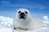 A young harp seal laying on an ice floe, Canada Poster Print by VWPics/Stocktrek Images - Item # VARPSTVWP400003U