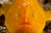Orange warty frogfish, North Sulawesi, Indonesia Poster Print by Mathieu Meur/Stocktrek Images - Item # VARPSTMME400431U Orange warty frogfish, North Sulawesi, Indonesia Poster Print by Mathieu Meur/Stocktrek Images - Item # VARPSTMME400431U