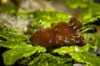 A tiny Jorunna nudibranch, Milne Bay, Papua New Guinea Poster Print by Bruce Shafer/Stocktrek Images - Item # VARPSTBRU400148U