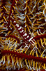 Red and white mimic shrimp on crinoid, Bali, Indonesia Poster Print by Mathieu Meur/Stocktrek Images - Item # VARPSTMME400302U