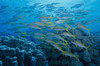 A shoal off yellowfin goatfish, Red Sea Poster Print by VWPics/Stocktrek Images - Item # VARPSTVWP401519U