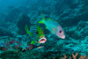 Oriental sweetlip and yellow snapper with a cleaner wrasse, Maldives Poster Print by Mathieu Meur/Stocktrek Images - Item # VARPSTMME400128U