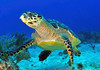 Hawskbill turtle on caribbean reef Poster Print by Karen Doody/Stocktrek Images - Item # VARPSTKWD400069U