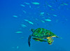 A Black Sea Turtle with remora swim through a school of fish, Fiji Poster Print by Michael Wood/Stocktrek Images - Item # VARPSTWOD400105U