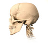 Anatomy of human skull, side view Poster Print by Leonello Calvetti/Stocktrek Images - Item # VARPSTVET700023H