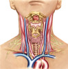 Anatomy of human neck Poster Print by Stocktrek Images - Item # VARPSTSTK700185H