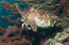Broadclub cuttlefish, Lembeh Strait, Indonesia Poster Print by VWPics/Stocktrek Images - Item # VARPSTVWP401102U