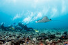 Divers and manta rays in Komodo National Park, Indonesia Poster Print by Brandi Mueller/Stocktrek Images - Item # VARPSTBMU400181U