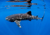 Whale Shark off coast of Isla Mujeres, Mexico Poster Print by Karen Doody/Stocktrek Images - Item # VARPSTKWD400022U