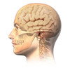 Anatomy of human head with skull and brain superimposed Poster Print by Leonello Calvetti/Stocktrek Images - Item # VARPSTVET700048H