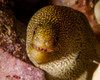 Close-up view of a goldentail moray, Curacao Poster Print by Brent Barnes/Stocktrek Images - Item # VARPSTBBA400015U