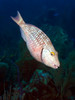 Intermediate stage Stoplight Parrotfish on Caribbean reef Poster Print by Karen Doody/Stocktrek Images - Item # VARPSTKWD400005U