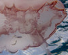 A moon Jellyfish in West Palm Beach, Florida Poster Print by Brent Barnes/Stocktrek Images - Item # VARPSTBBA400176U