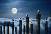 Seagulls perched on wooden posts under a full moon Poster Print by Stocktrek Images - Item # VARPSTSTK203713S