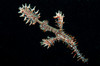 Harlequin ghost pipefish with fins spread wide, North Sulawesi Poster Print by Mathieu Meur/Stocktrek Images - Item # VARPSTMME400429U