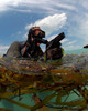 A US Navy SEAL surfaces with his weapon drawn Poster Print by Stocktrek Images - Item # VARPSTSTK101654M