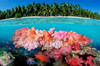 Tropical coral reef, Fiji, Pacific Ocean Poster Print by VWPics/Stocktrek Images - Item # VARPSTVWP400407U