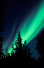 Aurora borealis above the trees, Northwest Territories, Canada Poster Print by Jiri Hermann/Stocktrek Images - Item # VARPSTJHE100014S