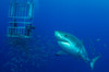 Male great white shark and divers, Guadalupe Island, Mexico Poster Print by Todd Winner/Stocktrek Images - Item # VARPSTTSW400200U