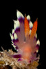Flabellina exoptata nudibranch, Sabah, Malaysia Poster Print by Mathieu Meur/Stocktrek Images - Item # VARPSTMME400059U