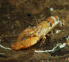 Orange snapping shrimp in coconut shell, North Sulawesi, Indonesia Poster Print by Mathieu Meur/Stocktrek Images - Item # VARPSTMME400125U