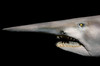 Portrait of a goblin shark showing its sharp teeth Poster Print by VWPics/Stocktrek Images - Item # VARPSTVWP401297U