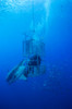 Great White Shark and divers, Guadalupe Island, Mexico Poster Print by Todd Winner/Stocktrek Images - Item # VARPSTTSW400138U