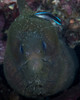 Moray eel being cleaned by a cleaner wrasse in Komodo, Indonesia Poster Print by Brandi Mueller/Stocktrek Images - Item # VARPSTBMU400276U