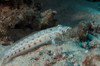 Latticed sandperch in Beqa Lagoon, Fiji Poster Print by Terry Moore/Stocktrek Images - Item # VARPSTTMO400543U