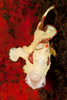 White and red clown frogfish yawning, Bali, Indonesia Poster Print by Mathieu Meur/Stocktrek Images - Item # VARPSTMME400211U