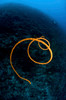 Spiralling orange sea whip, North Sulawesi, Indonesia Poster Print by Mathieu Meur/Stocktrek Images - Item # VARPSTMME400445U