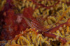 Longnose hawkfish on soft coral, Fiji Poster Print by Terry Moore/Stocktrek Images - Item # VARPSTTMO400586U