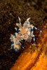 Blue and white harlequin shrimp Poster Print by Mathieu Meur/Stocktrek Images - Item # VARPSTMME400698U