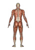 Anatomy of male muscular system, back view Poster Print by Elena Duvernay/Stocktrek Images - Item # VARPSTEDV700005H