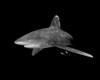 Oceanic whitetip shark on black background, Cat Island, Bahamas Poster Print by Brent Barnes/Stocktrek Images - Item # VARPSTBBA400113U