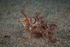 Ambon scorpionfish in the Philippines Poster Print by Brandi Mueller/Stocktrek Images - Item # VARPSTBMU400210U