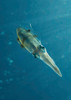 Colourful squid, North Sulawesi, Indonesia Poster Print by Mathieu Meur/Stocktrek Images - Item # VARPSTMME400040U