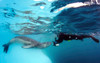 Diver comes face to face with a leopard seal, Astrolabe Island, Antarctica Poster Print by Steve Jones/Stocktrek Images - Item # VARPSTSJN400619U