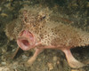 Batfish close-up, West Palm Beach, Florida Poster Print by Brent Barnes/Stocktrek Images - Item # VARPSTBBA400064U