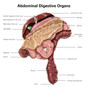 Digital illustration of the abdominal digestive organs Poster Print by Alan Gesek/Stocktrek Images - Item # VARPSTAGK700064H